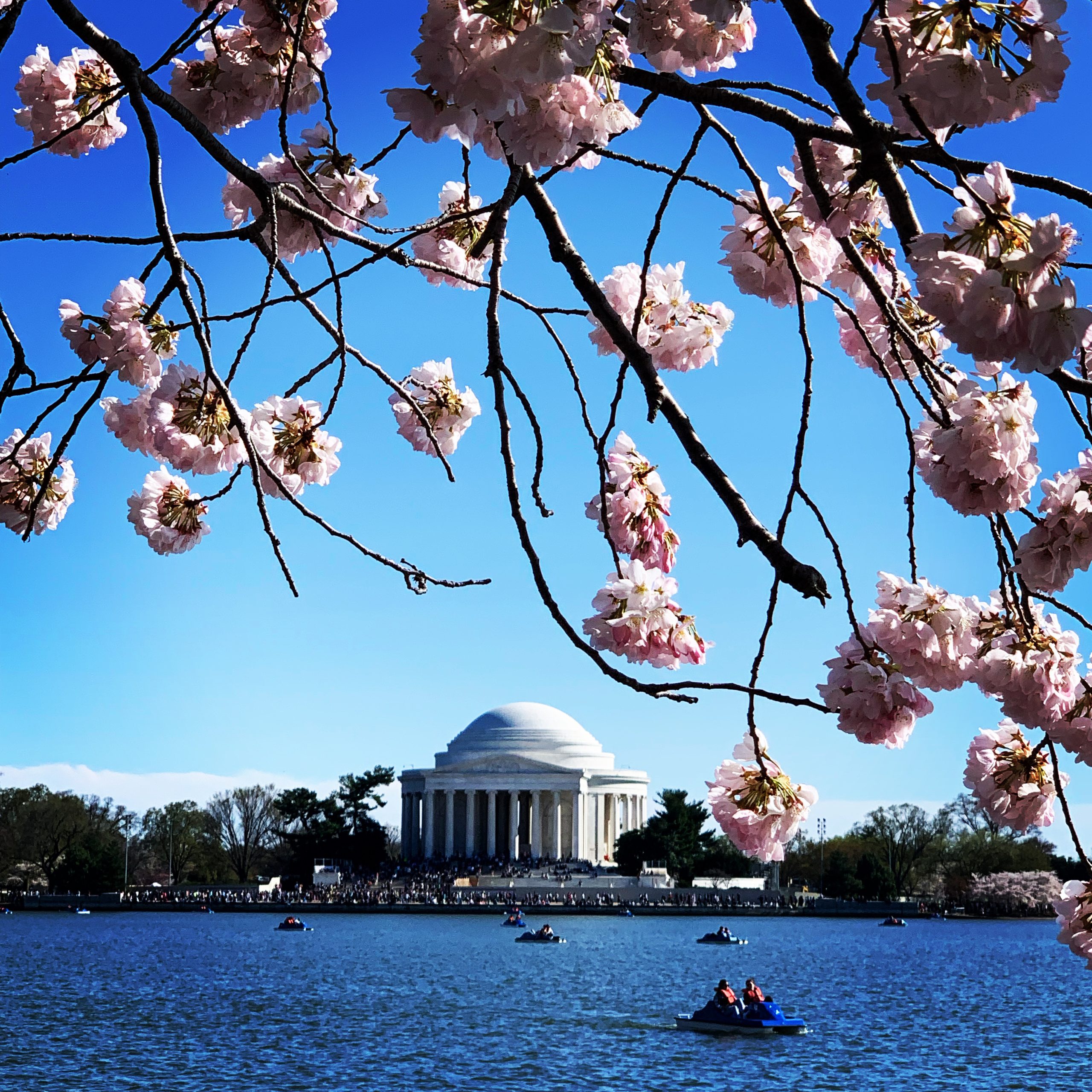 Pink cherry blossom in Tidal Basin, Washington D.C., the United States Pink cherry blossom in Tidal Basin, Washington D.C., the United States