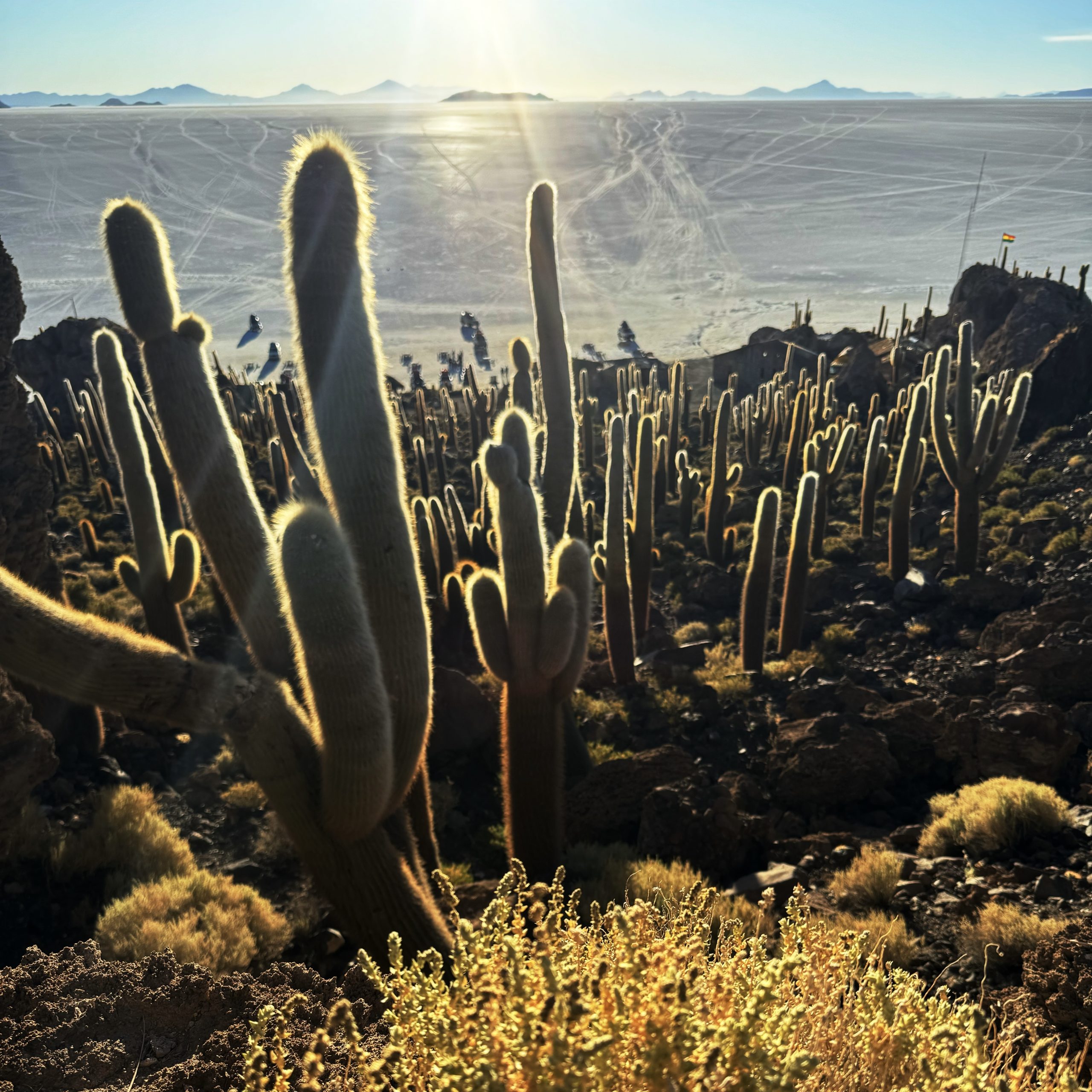 Big cacti on Isla Incahuasi, Salar de Uyuni (Uyuni Salt Flat), Bolivia Big cacti on Isla Incahuasi, Salar de Uyuni (Uyuni Salt Flat), Bolivia