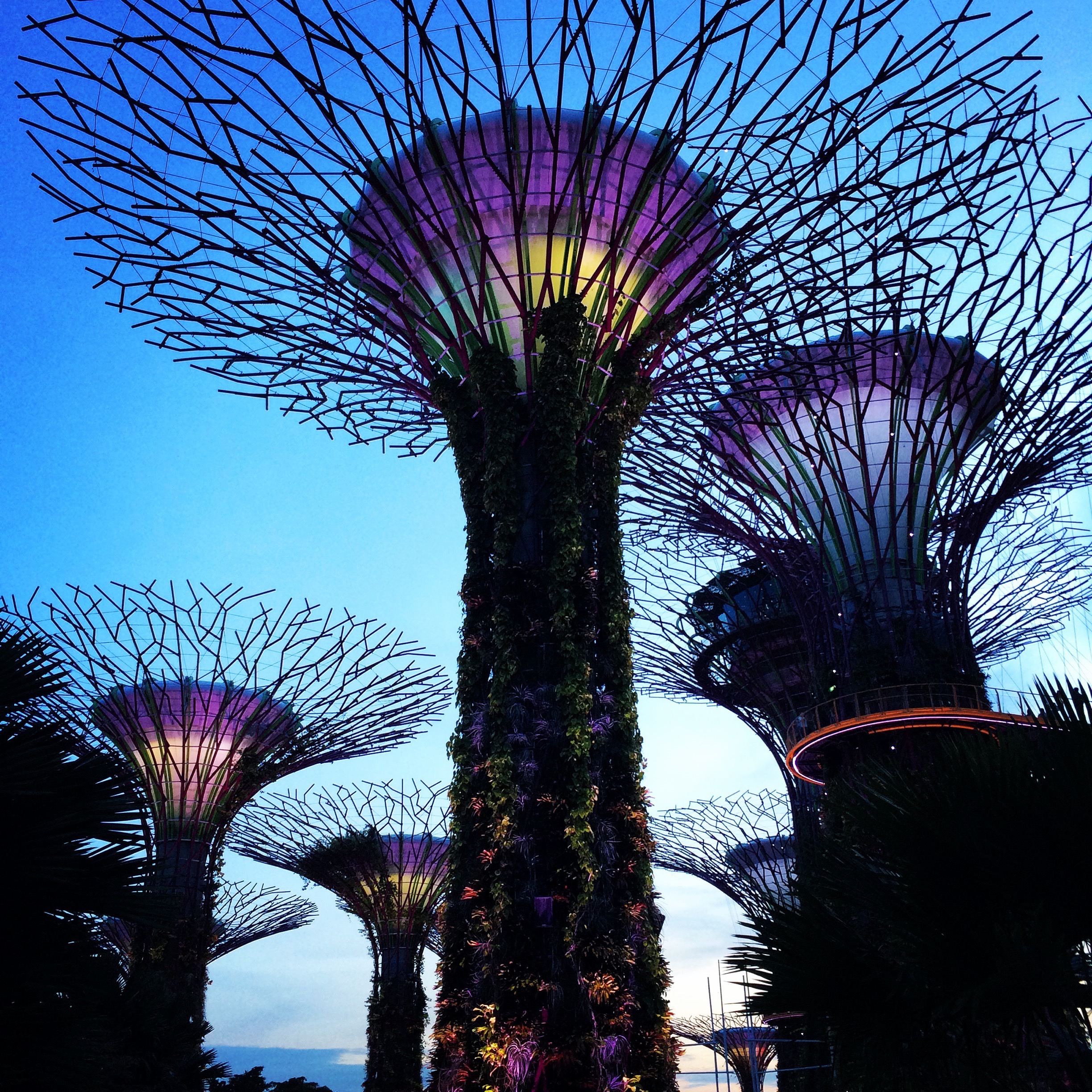 Supertrees in the Gardens by the Bay, Singapore