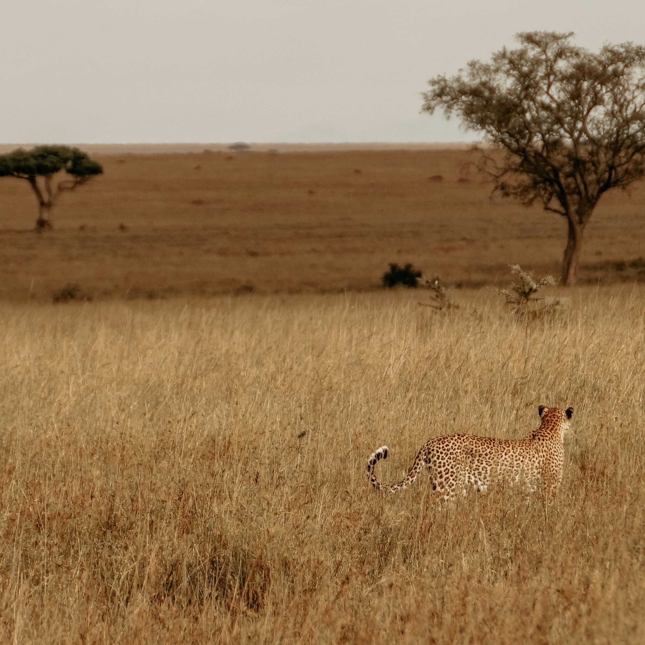Cheetah in Serene African Grassland Landscape, Serengeti, Tanzania