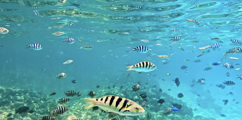 Schools of fish swimming in the clear water of Bora Bora Coral Gardens