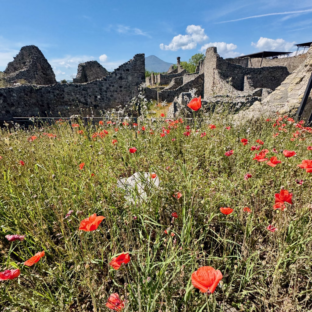 Bright red poppies bloom in a grassy field amid the ancient stone ruins of Pompeii, with Mount Vesuvius visible in the background.